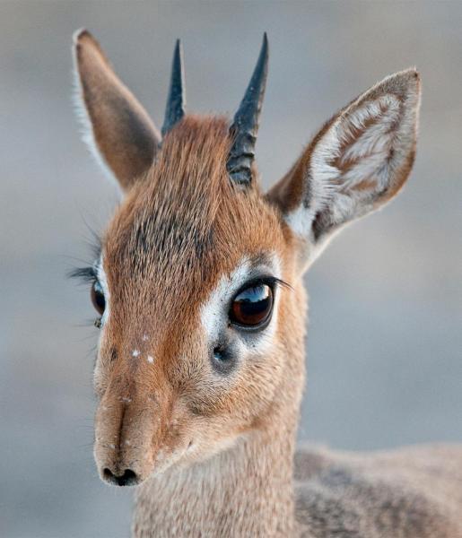 Dik dik store dear