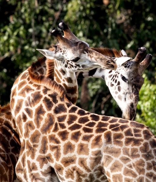 giraffe predators cheetah