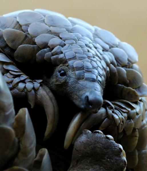 Pangolin | African Wildlife Foundation