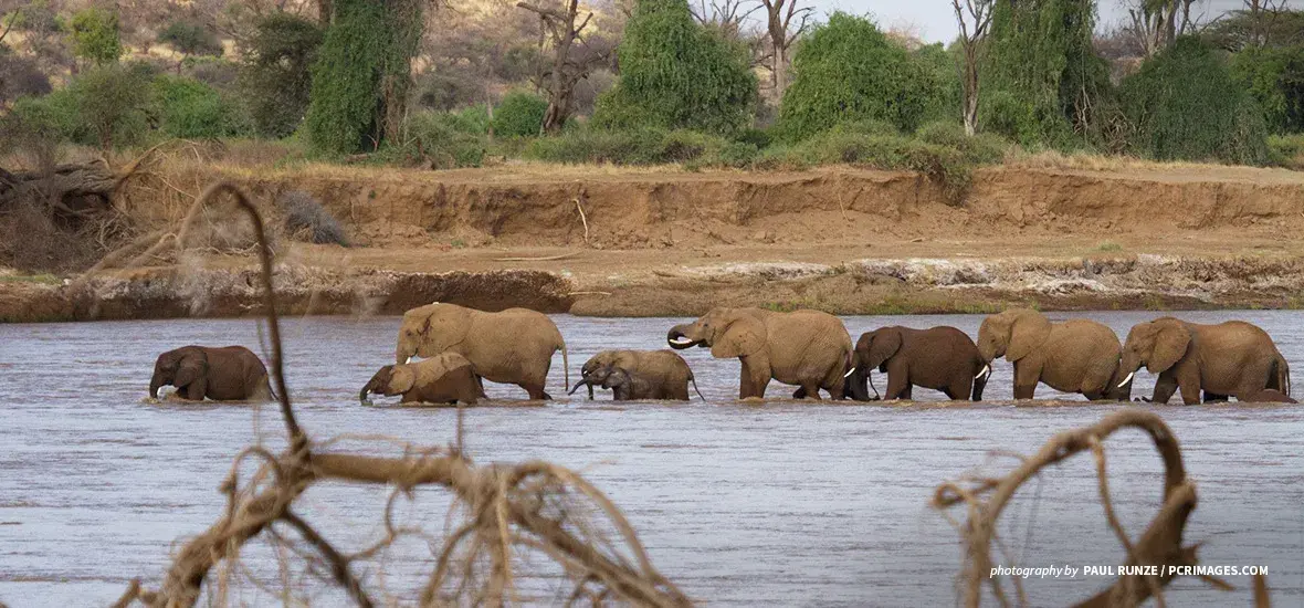 Understanding elephant migration: Why do elephants wander? | African