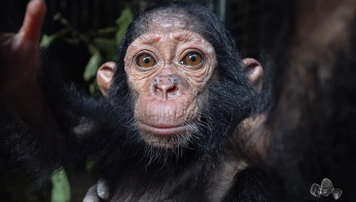 Anti-poaching success in Campo Ma'an as baby chimp rescued | African